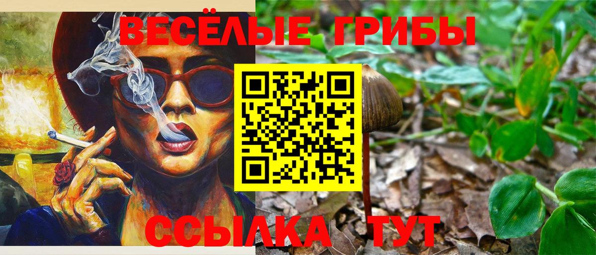 Галлюциногенные грибы Psilocybine cubensis Мончегорск